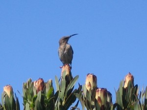 Cape Sugarbird perched on proteas at Silvermine.