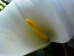 Arum Lily, Zantedeschia aethiopica