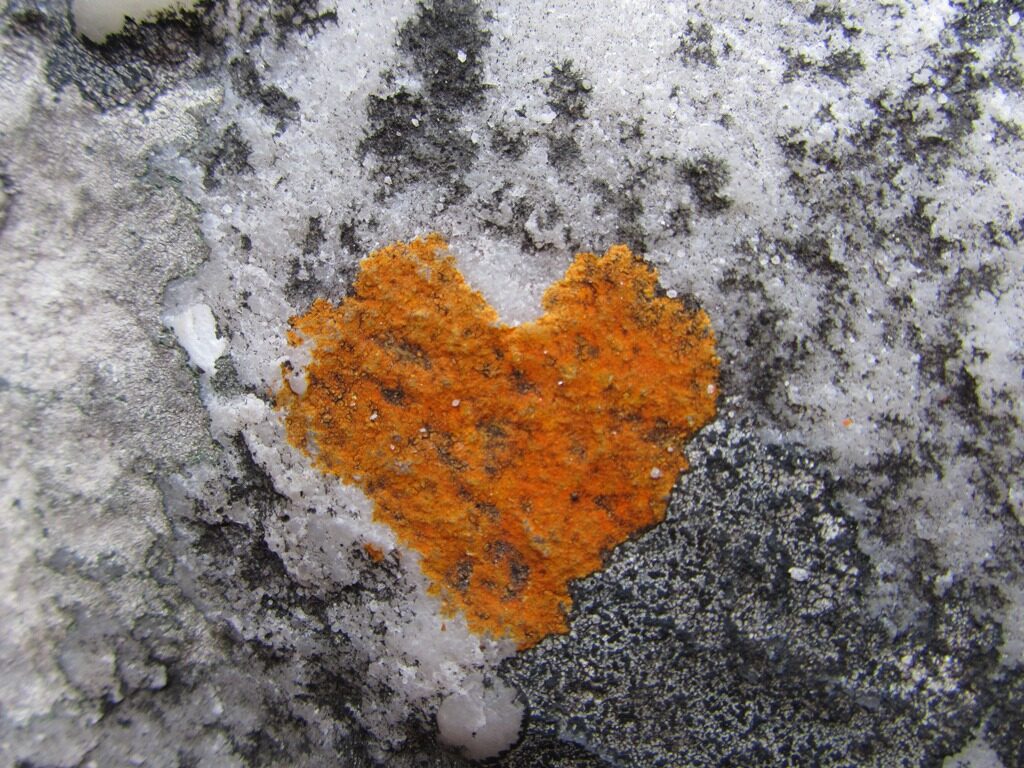 Heart-shaped lichen